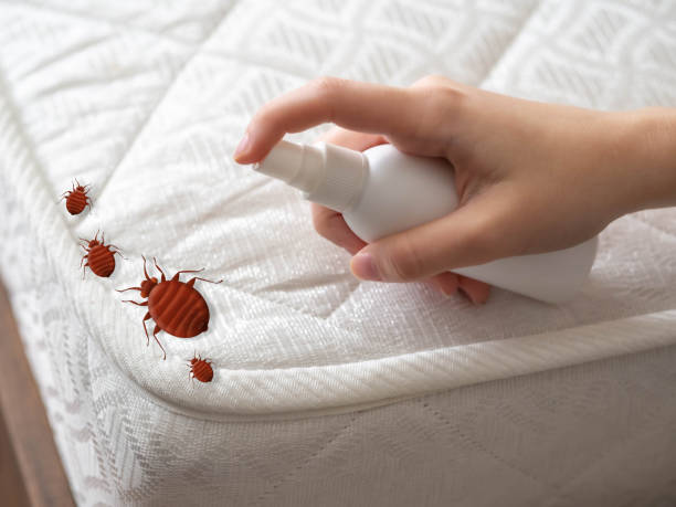 Best Bed Bug Extermination  in Iowa Colony, TX