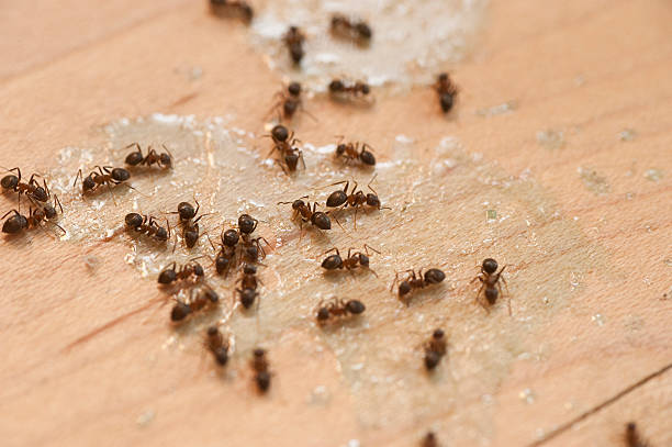 Best Pest Removal Services  in Iowa Colony, TX