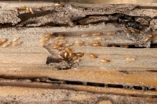 Best Wasp Removal Services  in Iowa Colony, TX